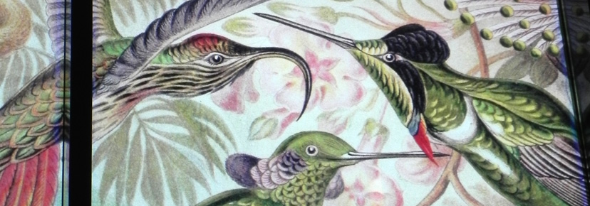 kolibris1.jpg kolibris1.jpg